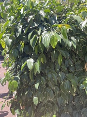 Piper hederaceum