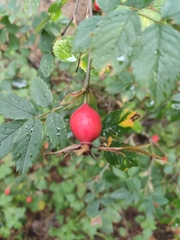 Rosa canina