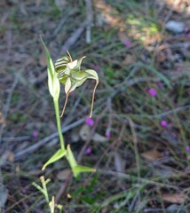 Pterostylis recurva