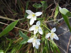 Ornithogalum gussonei