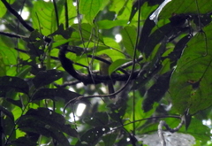 Tricholestes criniger