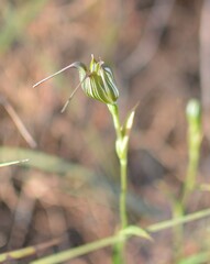 Pterostylis recurva