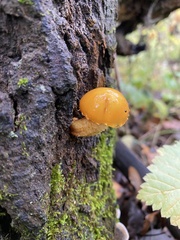 Pholiota