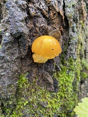 Pholiota