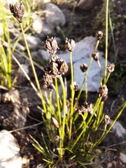 Juncus triglumis