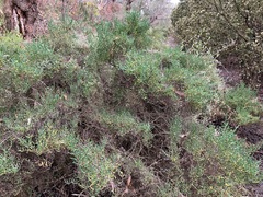 Tecticornia arbuscula