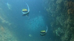 Heniochus diphreutes