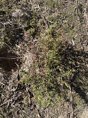 Thomasia petalocalyx