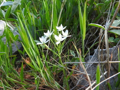 Ornithogalum gussonei