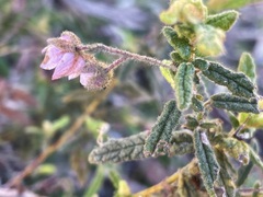 Thomasia petalocalyx