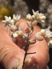 Sedum pedicellatum