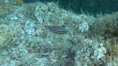 Ostorhinchus limenus