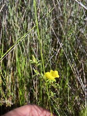 Hibbertia notibractea