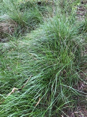 Poa labillardierei