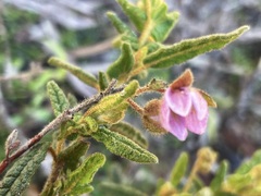 Thomasia petalocalyx