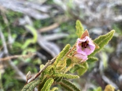 Thomasia petalocalyx