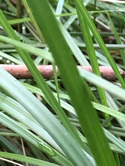 Poa labillardierei