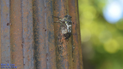 Hyalessa maculaticollis