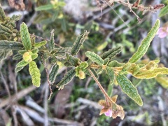 Thomasia petalocalyx