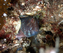 Parablennius intermedius