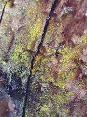 Chrysothrix candelaris