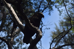 Nestor meridionalis septentrionalis