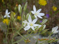 Ornithogalum gussonei