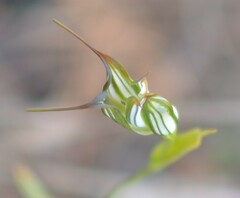 Pterostylis recurva