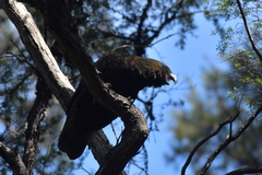 Nestor meridionalis septentrionalis