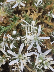Arenaria querioides