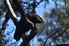 Nestor meridionalis septentrionalis