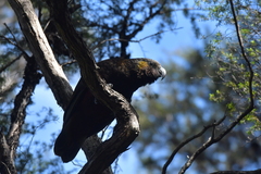 Nestor meridionalis septentrionalis