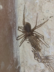 Loxosceles rufescens