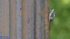 Hyalessa maculaticollis