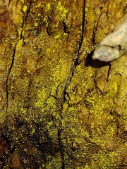 Chrysothrix candelaris