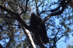 Nestor meridionalis septentrionalis