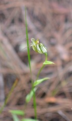 Pterostylis recurva