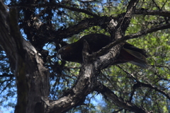 Nestor meridionalis septentrionalis