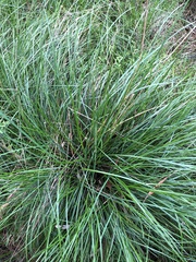 Poa labillardierei