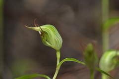 Pterostylis agathicola