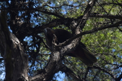 Nestor meridionalis septentrionalis