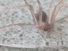 Loxosceles rufescens