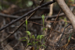 Pterostylis agathicola