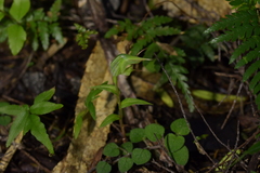 Pterostylis agathicola