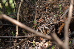 Pterostylis agathicola