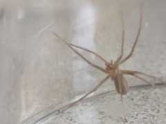 Loxosceles rufescens