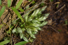 Leucobryum javense