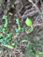 Tecticornia arbuscula