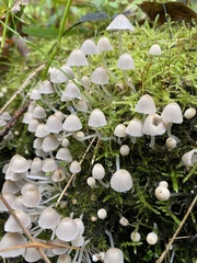 Coprinellus disseminatus