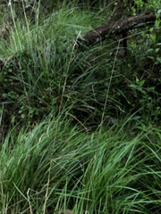 Poa labillardierei